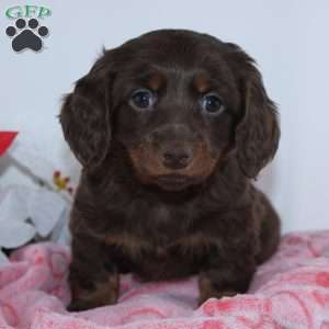 Jade, Dachshund Puppy