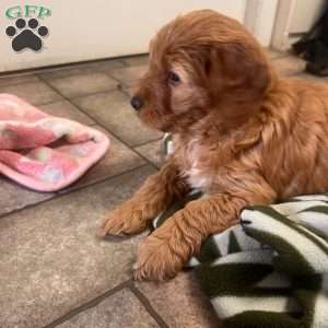 Maeve, Irish Doodle Puppy