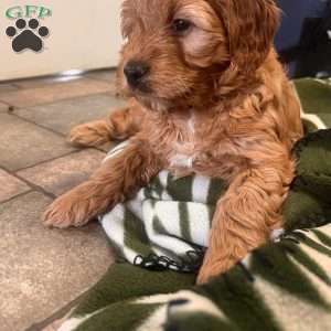 Maeve, Irish Doodle Puppy