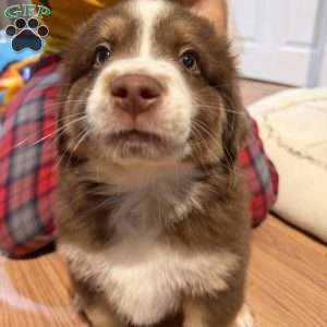 Forest, Miniature Australian Shepherd Puppy
