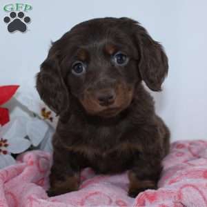 Jade, Dachshund Puppy