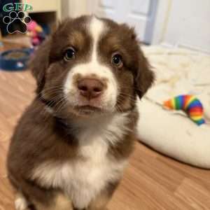 Forest, Miniature Australian Shepherd Puppy