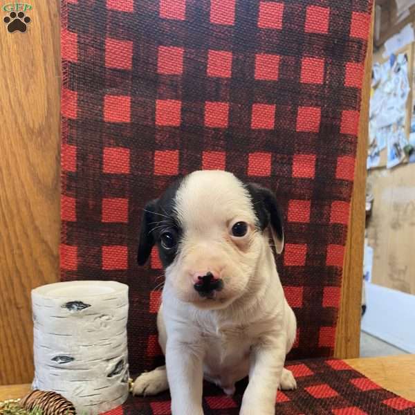 Spotty, Chihuahua Mix Puppy