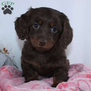 Jade, Dachshund Puppy