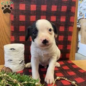 Spotty, Chihuahua Mix Puppy