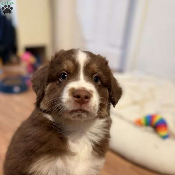Forest, Miniature Australian Shepherd Puppy