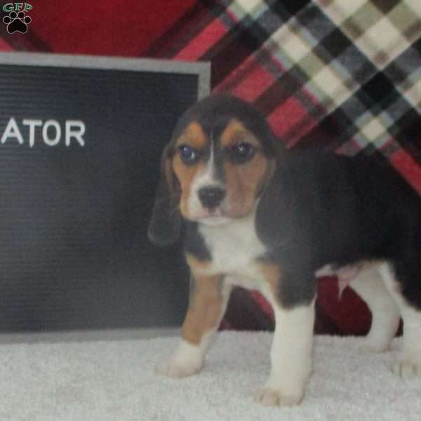 GATOR, Beagle Puppy