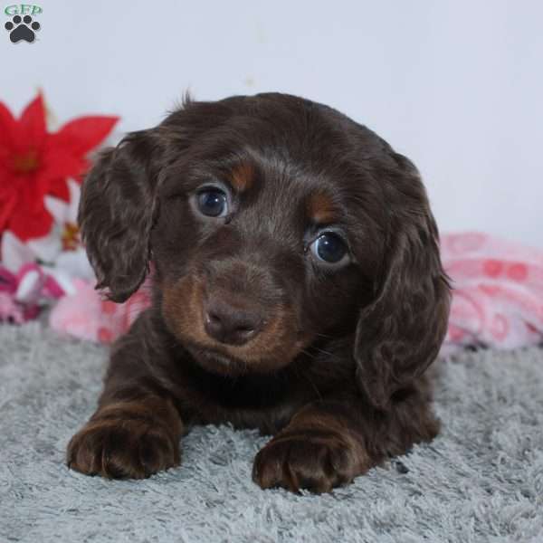 Jade, Dachshund Puppy