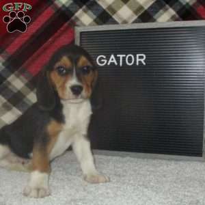 GATOR, Beagle Puppy