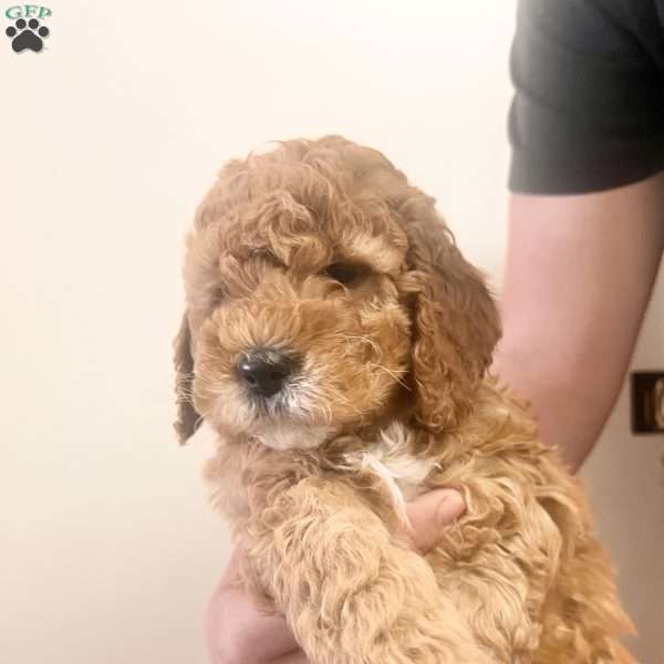 Rory, Irish Doodle Puppy