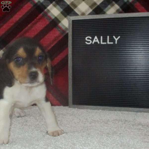 SALLY, Beagle Puppy