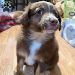 Aspen, Miniature Australian Shepherd Puppy