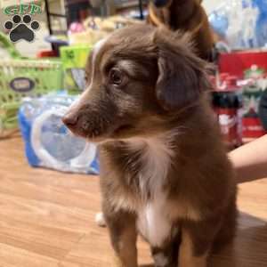 Aspen, Miniature Australian Shepherd Puppy