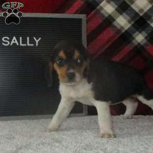SALLY, Beagle Puppy