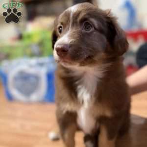 Aspen, Miniature Australian Shepherd Puppy