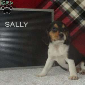 SALLY, Beagle Puppy