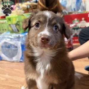 Aspen, Miniature Australian Shepherd Puppy