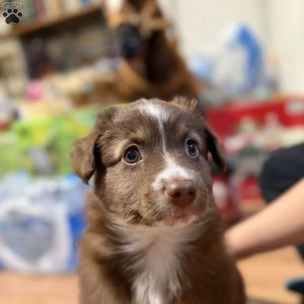 Aspen, Miniature Australian Shepherd Puppy