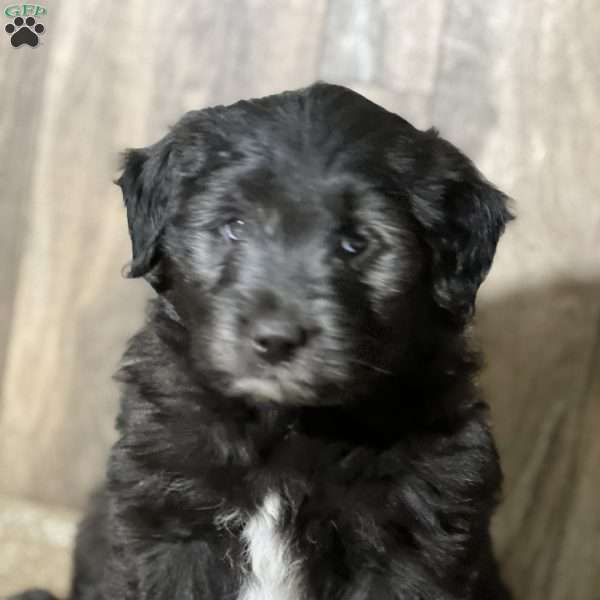 Daisy, Aussiedoodle Puppy