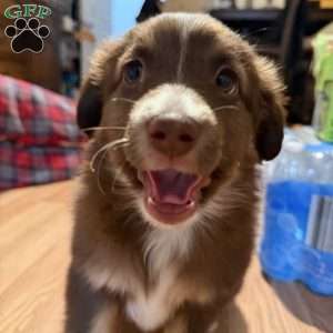 Aspen, Miniature Australian Shepherd Puppy