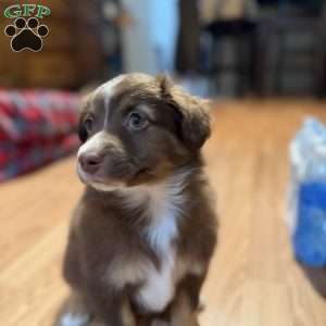 Aspen, Miniature Australian Shepherd Puppy
