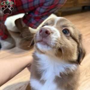 Poppy, Miniature Australian Shepherd Puppy