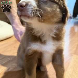 Poppy, Miniature Australian Shepherd Puppy