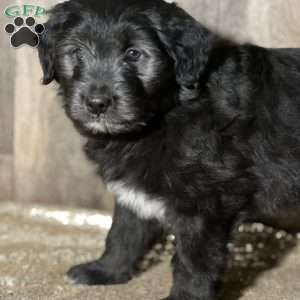 Daisy, Aussiedoodle Puppy