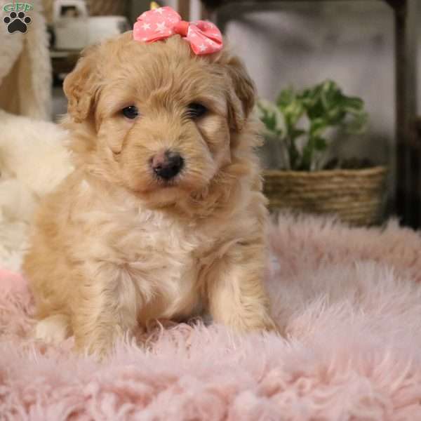 Nova, Mini Aussiedoodle Puppy