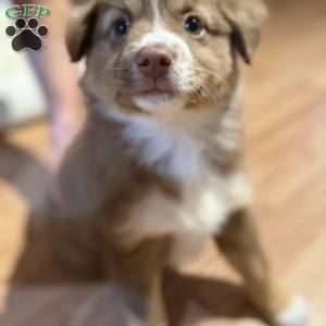 Poppy, Miniature Australian Shepherd Puppy