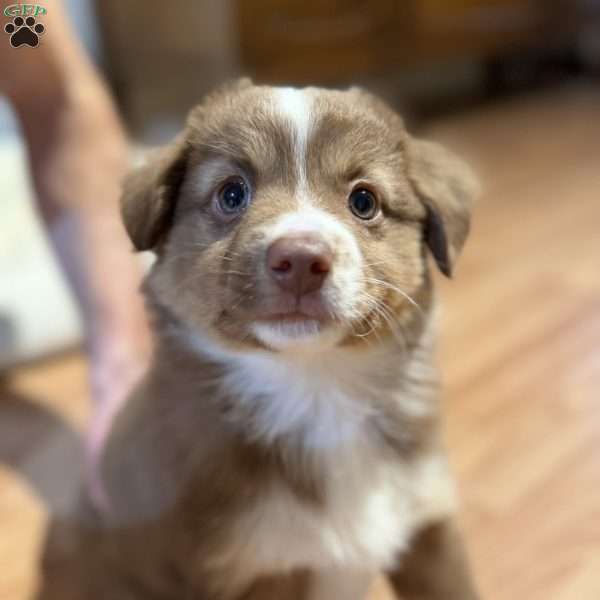 Poppy, Miniature Australian Shepherd Puppy