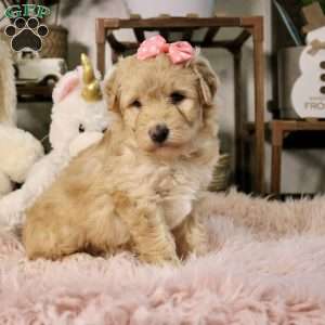 Nova, Mini Aussiedoodle Puppy