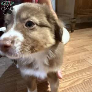Poppy, Miniature Australian Shepherd Puppy