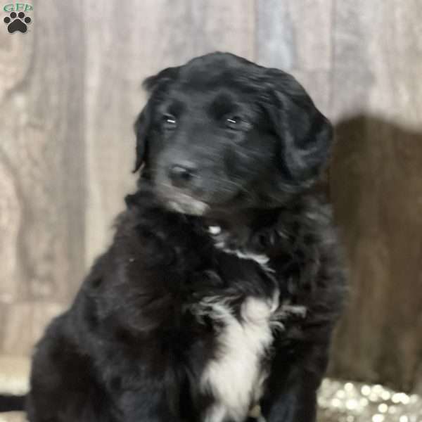 Donna, Aussiedoodle Puppy