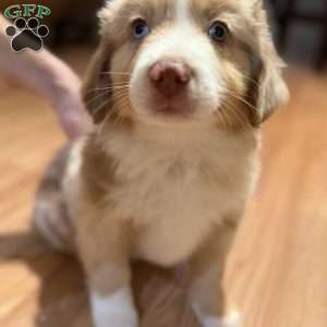 Jerry, Miniature Australian Shepherd Puppy