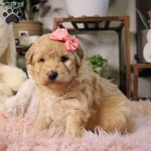 Nova, Mini Aussiedoodle Puppy