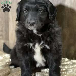 Donna, Aussiedoodle Puppy
