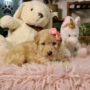 Nova, Mini Aussiedoodle Puppy