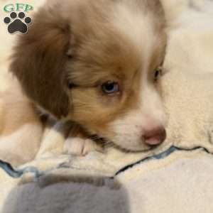 Jerry, Miniature Australian Shepherd Puppy