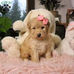 Nova, Mini Aussiedoodle Puppy