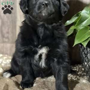 Dinah, Aussiedoodle Puppy