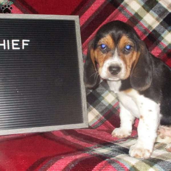CHIEF, Beagle Puppy