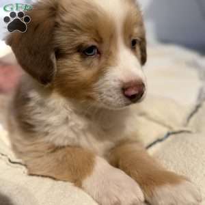Jerry, Miniature Australian Shepherd Puppy