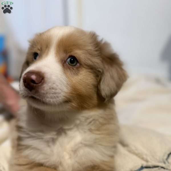 Jerry, Miniature Australian Shepherd Puppy