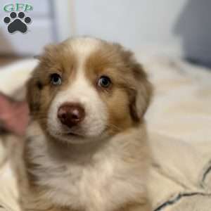 Jerry, Miniature Australian Shepherd Puppy