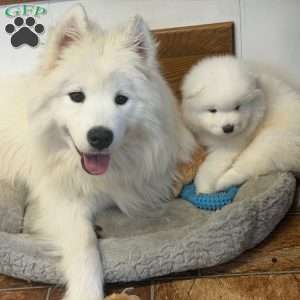 Zane, Samoyed Puppy