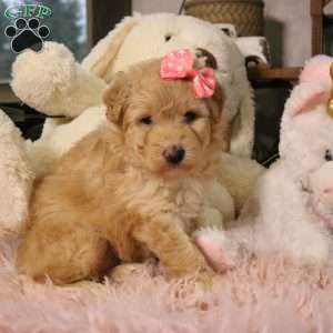 Nova, Mini Aussiedoodle Puppy