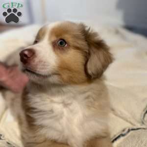 Jerry, Miniature Australian Shepherd Puppy