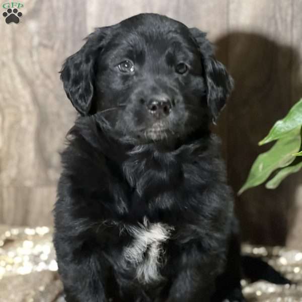 Dinah, Aussiedoodle Puppy