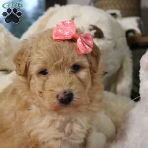 Nova, Mini Aussiedoodle Puppy